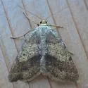 Macaria occiduaria - Hodges#6279 - photo 5