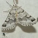 Macaria pallipennata - Hodges#6317 - photo 2