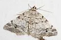 White Pine Angle - Hodges#6347 - Macaria pinistrobata