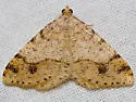 Macaria plumosata - Hodges#6296 - Macaria plumosata