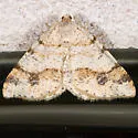 Macaria plumosata - Hodges#6296 - photo 2