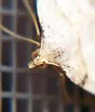 Macaria plumosata - Hodges#6296 - photo 4