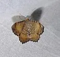 Macaria ponderosae - Hodges#6338.1 - photo 2