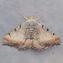 Macaria ponderosae - Hodges#6338.1 - photo 3