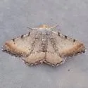 Macaria ponderosae - Hodges#6338.1 - photo 4