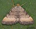 Macaria ponderosae - Hodges#6338.1 - photo 5