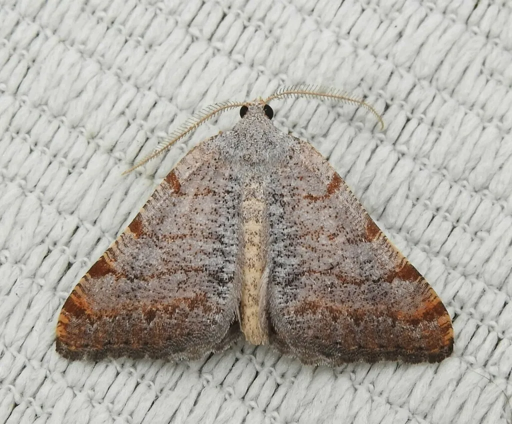 Macaria prunosata - Hodges#6299.2 - photo 2