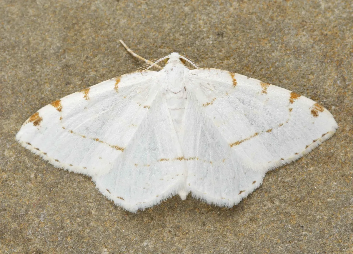 Lesser Maple Spanworm Moth - photo 3