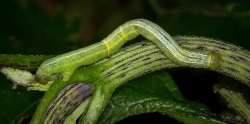 Lesser Maple Spanworm Moth - photo 5