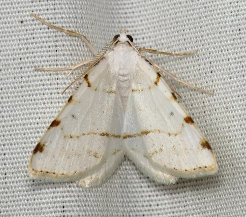 Lesser Maple Spanworm Moth - photo 6