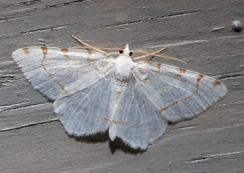 Lesser Maple Spanworm Moth - photo 7