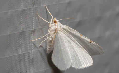 Lesser Maple Spanworm Moth - photo 8