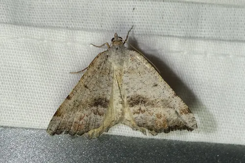 Macaria quadrilinearia - Hodges#6288 - Macaria quadrilinearia