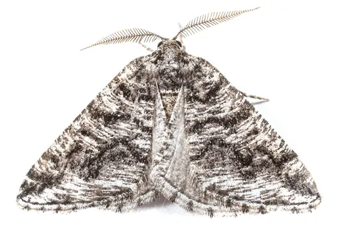 Macaria schatzeata - Hodges#6310 - Macaria schatzeata