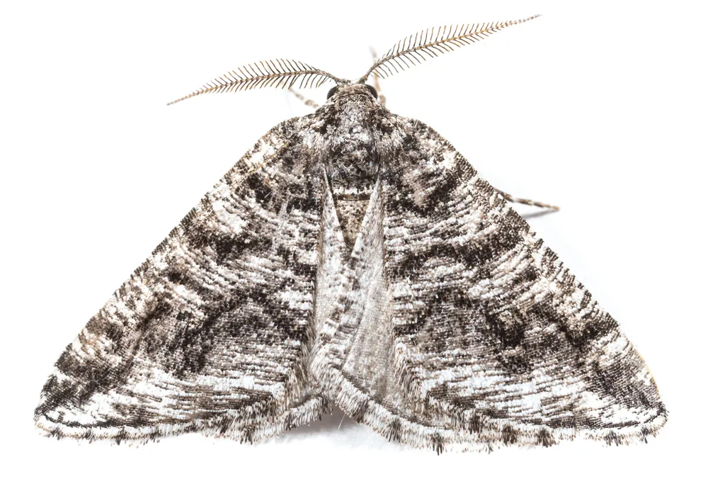 Macaria schatzeata - Hodges#6310 - photo 2
