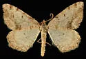 Macaria semivolata - Hodges#6291 - Macaria semivolata