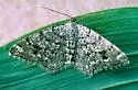 Six-spotted Angle - Hodges#6343 - photo 2