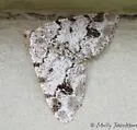 Six-spotted Angle - Hodges#6343 - photo 3