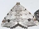 Six-spotted Angle - Hodges#6343 - photo 4