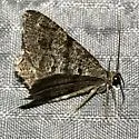 Six-spotted Angle - Hodges#6343 - photo 5