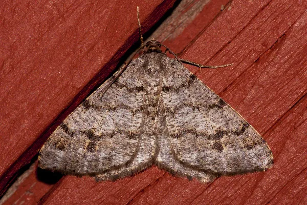 Pale-marked Angle - Hodges#6344 - photo 2