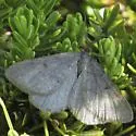 Macaria simplex - Hodges#6281 - photo 2