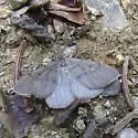 Macaria simplex - Hodges#6281 - photo 3