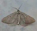 Macaria simplex - Hodges#6281 - photo 4