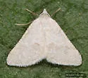 Macaria simpliciata - Hodges#6316 - photo 2