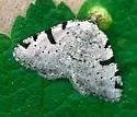 Barred Speranza - Hodges#6303 - Macaria subcessaria