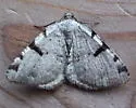 Barred Speranza - Hodges#6303 - photo 3