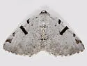 Barred Speranza - Hodges#6303 - photo 4