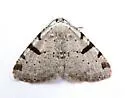 Barred Speranza - Hodges#6303 - photo 5