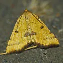 Macaria sulphurea - Hodges#6283 - photo 2