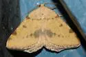 Macaria sulphurea - Hodges#6283 - photo 3