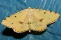 Macaria sulphurea - Hodges#6283 - photo 4
