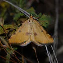 Macaria sulphurea - Hodges#6283 - photo 5