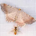 Blurry Chocolate Angle - Hodges#6339 - Macaria transitaria