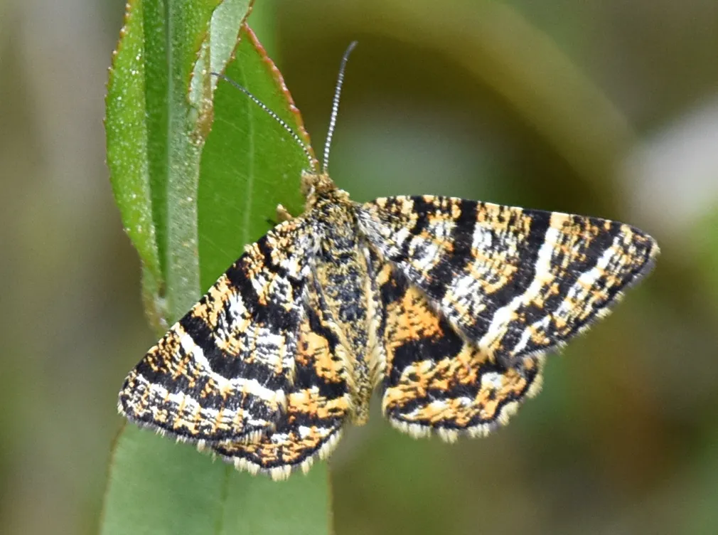 Black-banded Orange - Hodges#6321 - photo 2