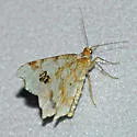Birch Angle - Hodges#6330 - photo 2