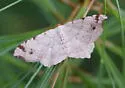 Birch Angle - Hodges#6330 - photo 5