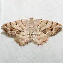Macaria umbriferata - Hodges#6293 - photo 2