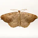 Macaria umbriferata - Hodges#6293 - photo 3