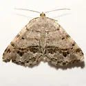 Macaria umbriferata - Hodges#6293 - photo 5