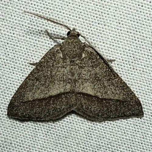 Speranza varadaria - Hodges#6314 - Macaria varadaria