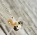 Maccaffertium luteum - photo 4