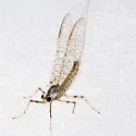 Maccaffertium smithae