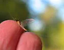 Maccaffertium smithae - photo 3