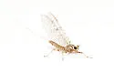 Maccaffertium smithae - photo 4