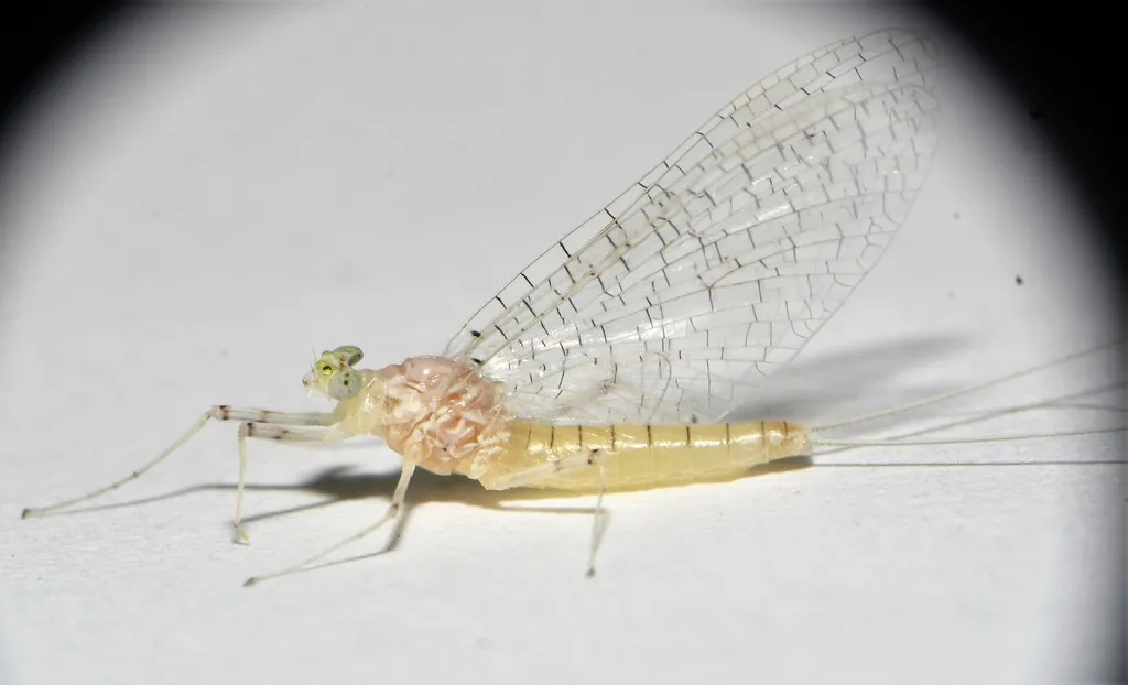 Maccaffertium terminatum